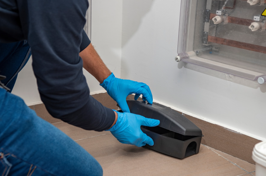 Reliable Pest Control in Chelmsford: Protecting Your Home and Business